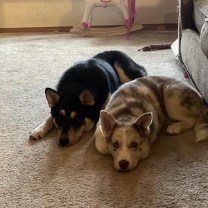 Missy Gaines-Carrasco